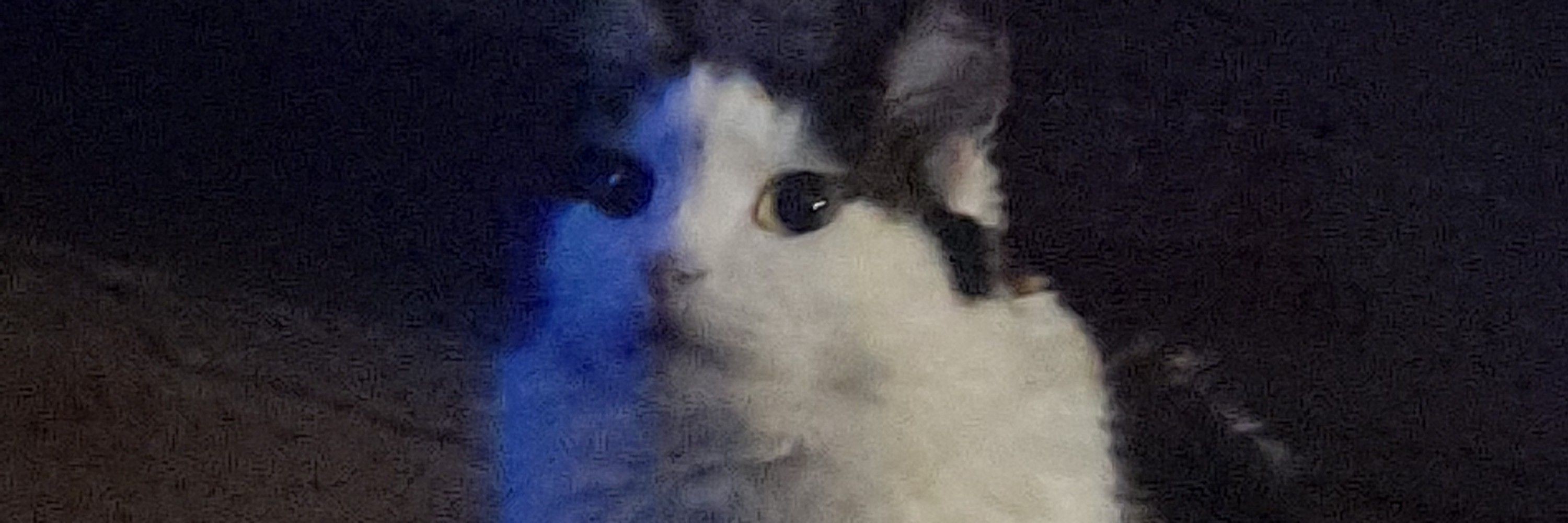 Ana meowtal 😼🤟🏻