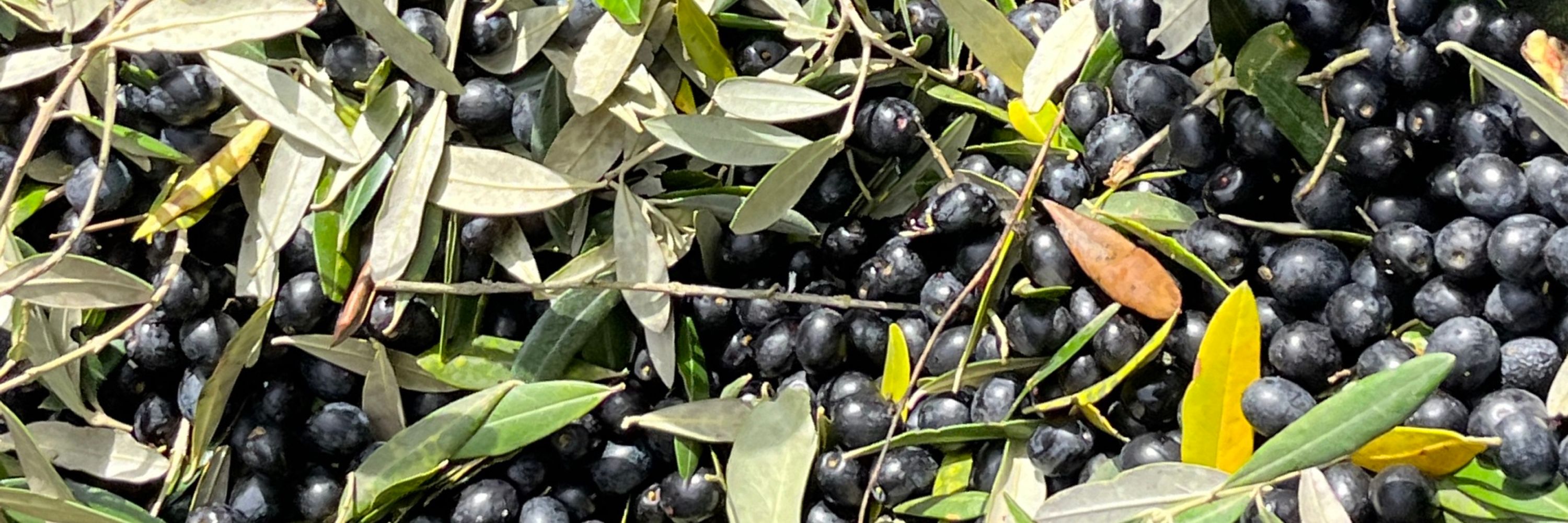 Δεηιζ