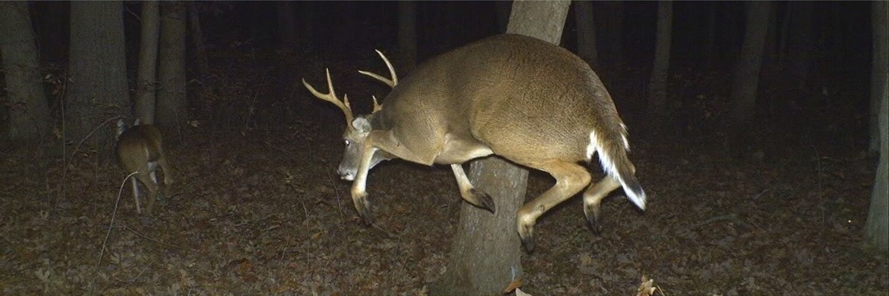 Durrbutt After Dark