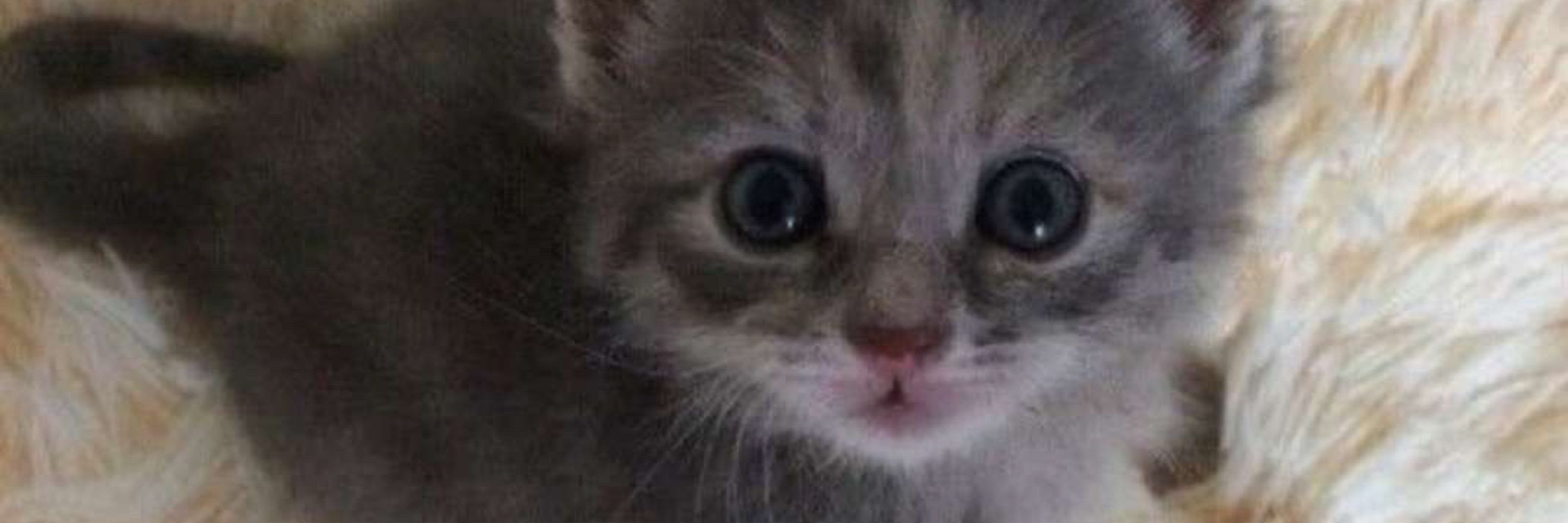 Boo