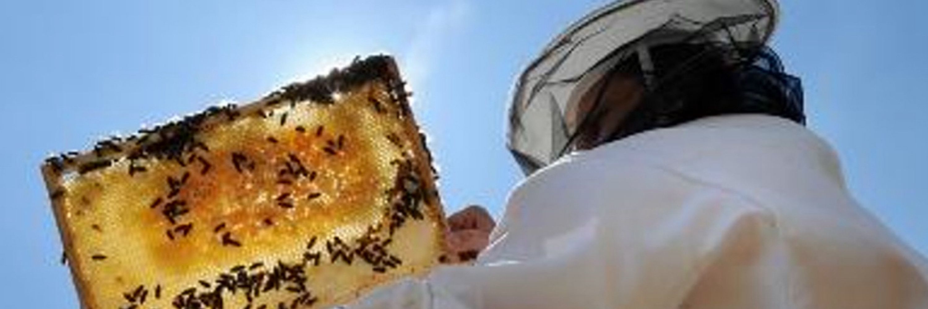 Scottish Beekeepers Association