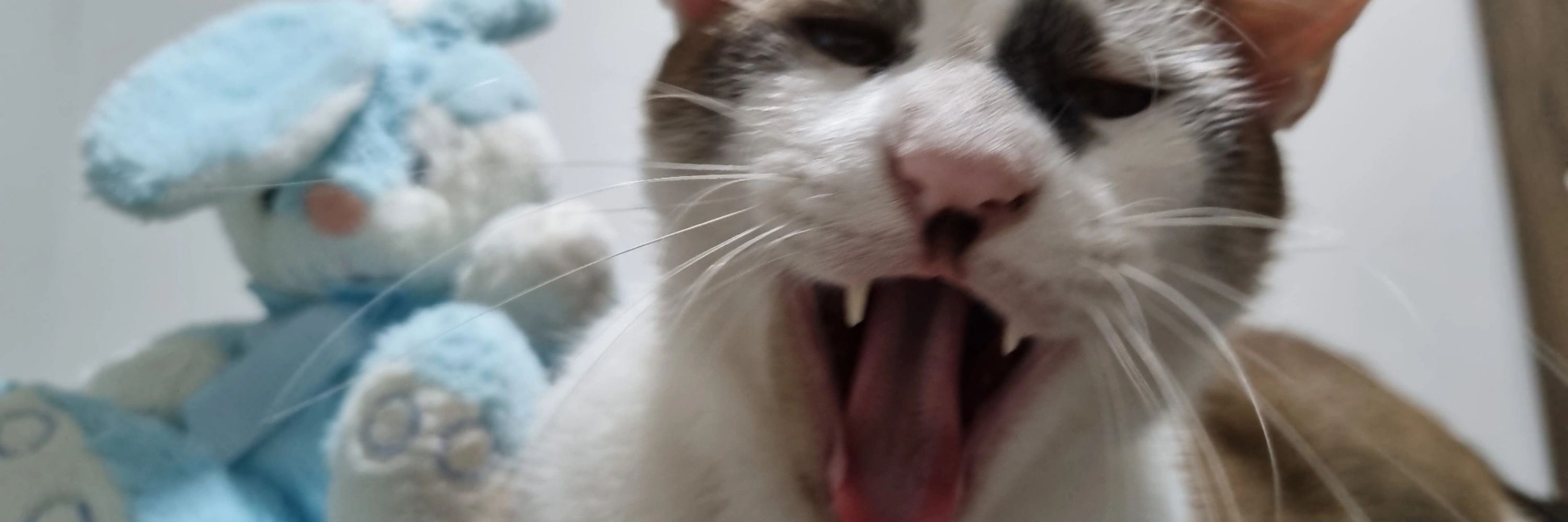 lulu