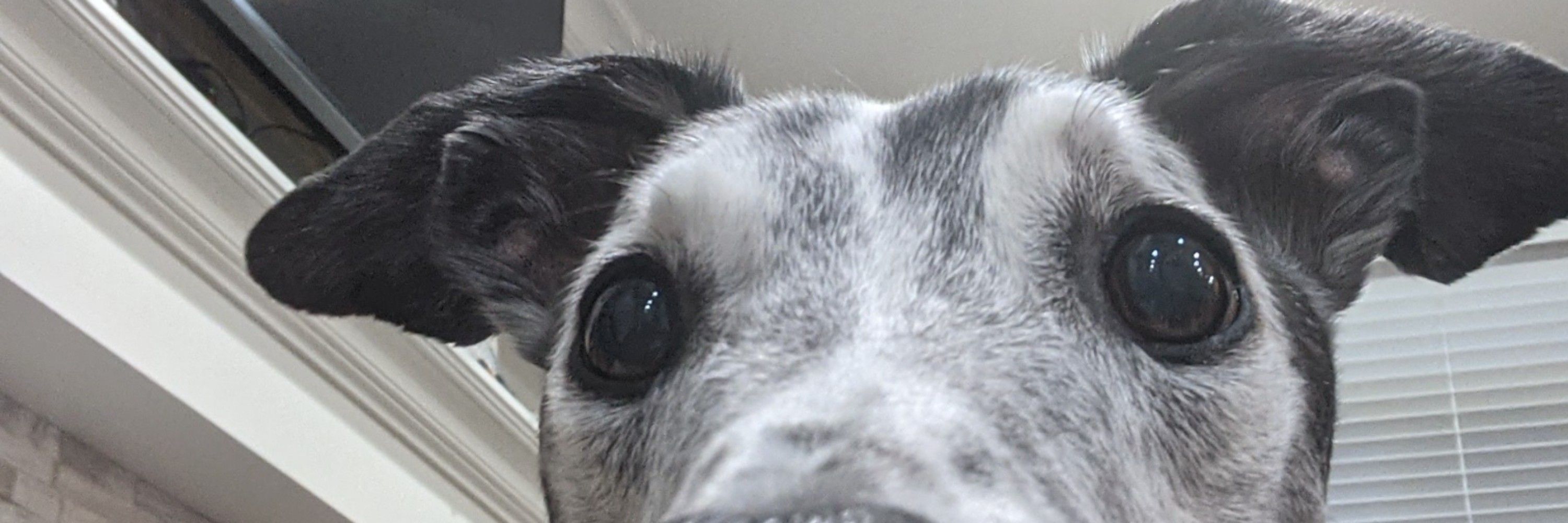 Snooty McDerp-Face