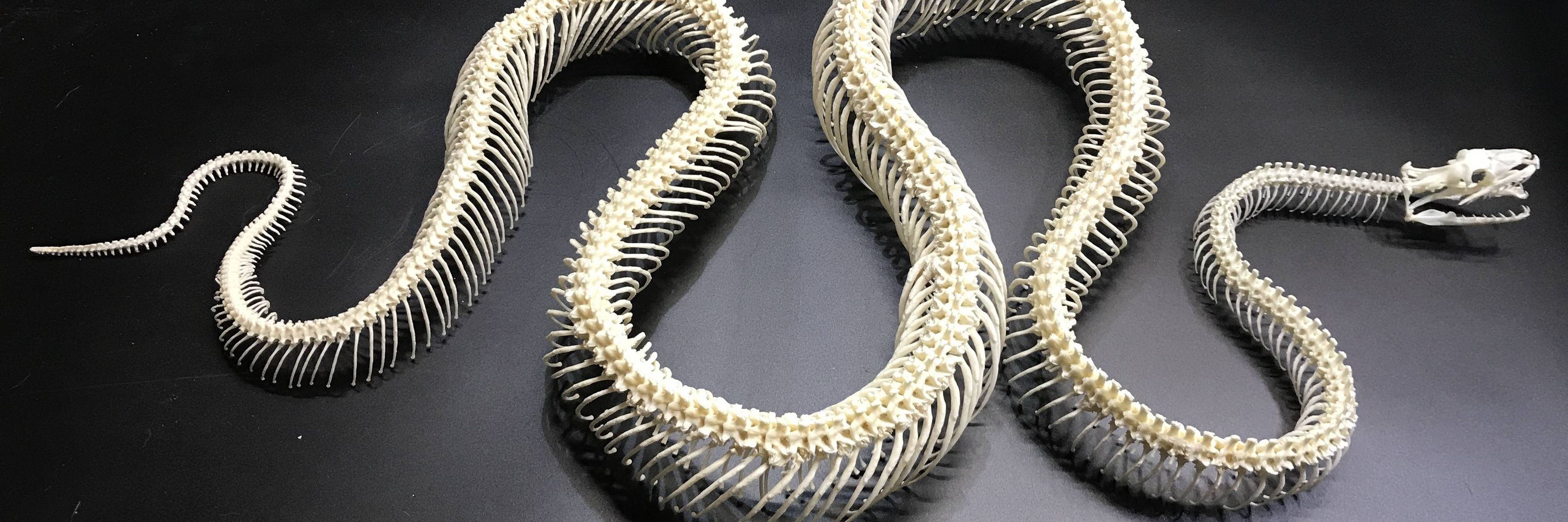 Skeletal Articulation