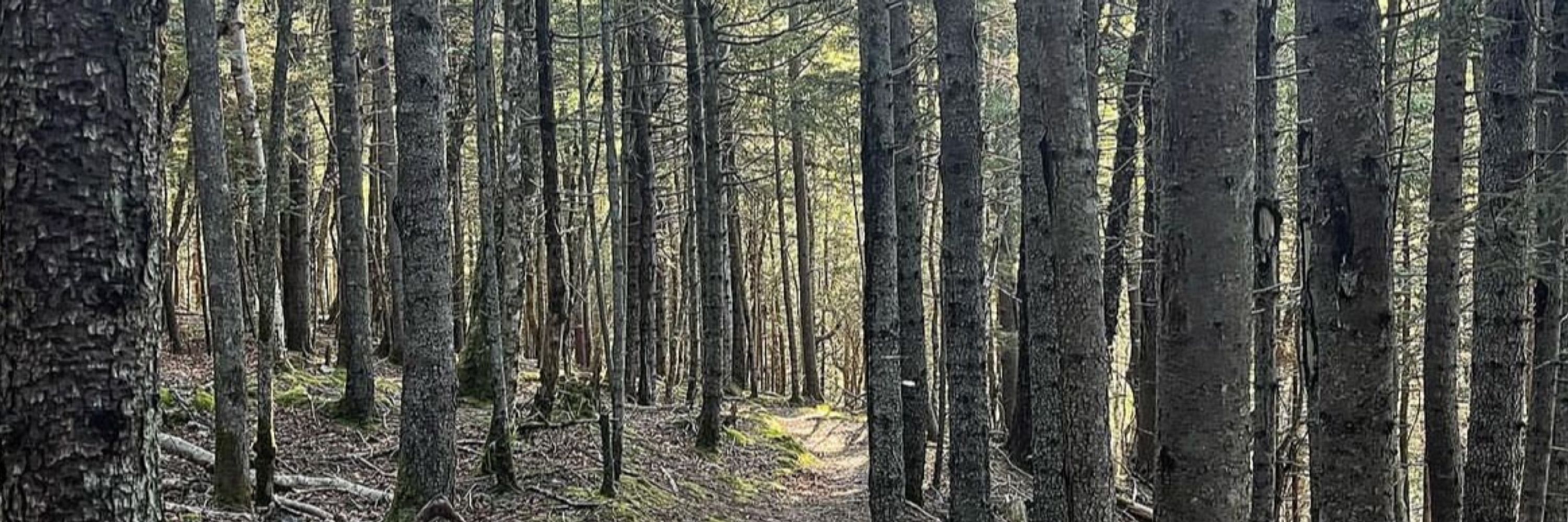 Ramble On