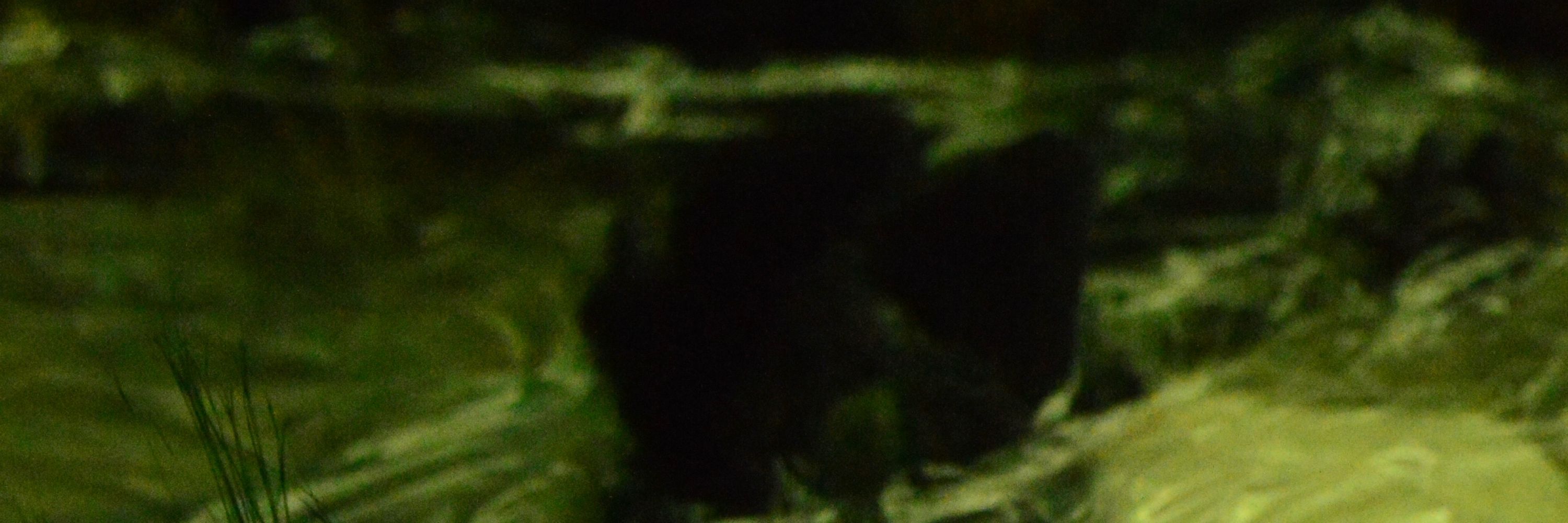 tobi