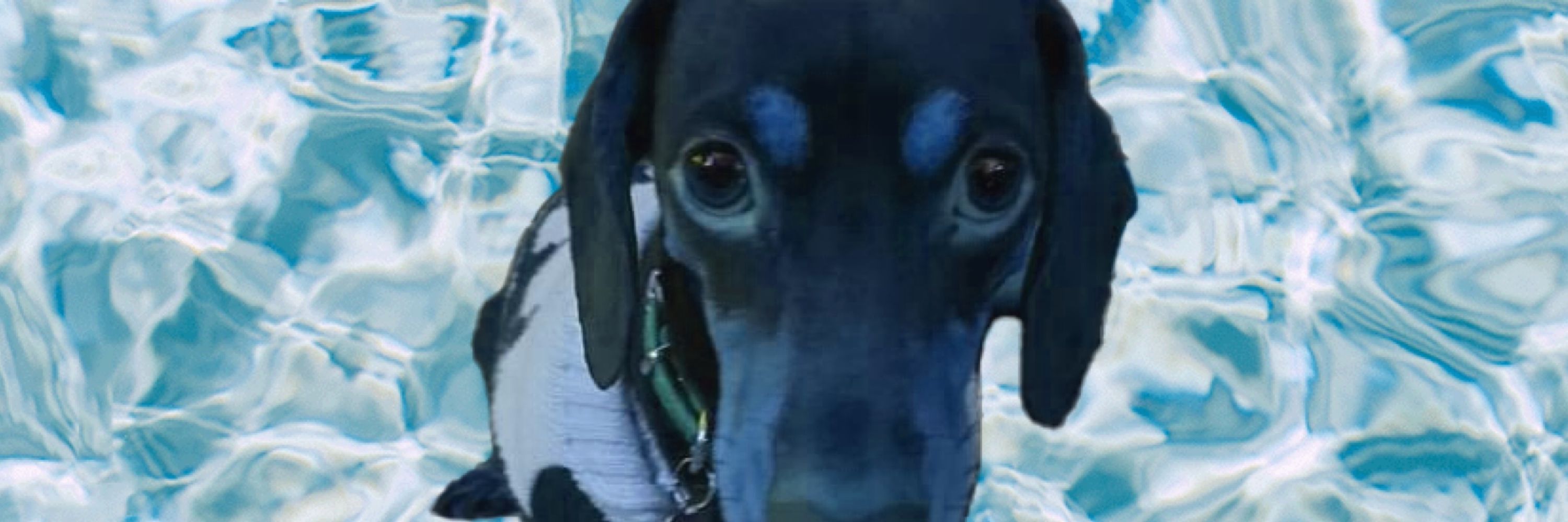 the choomeister