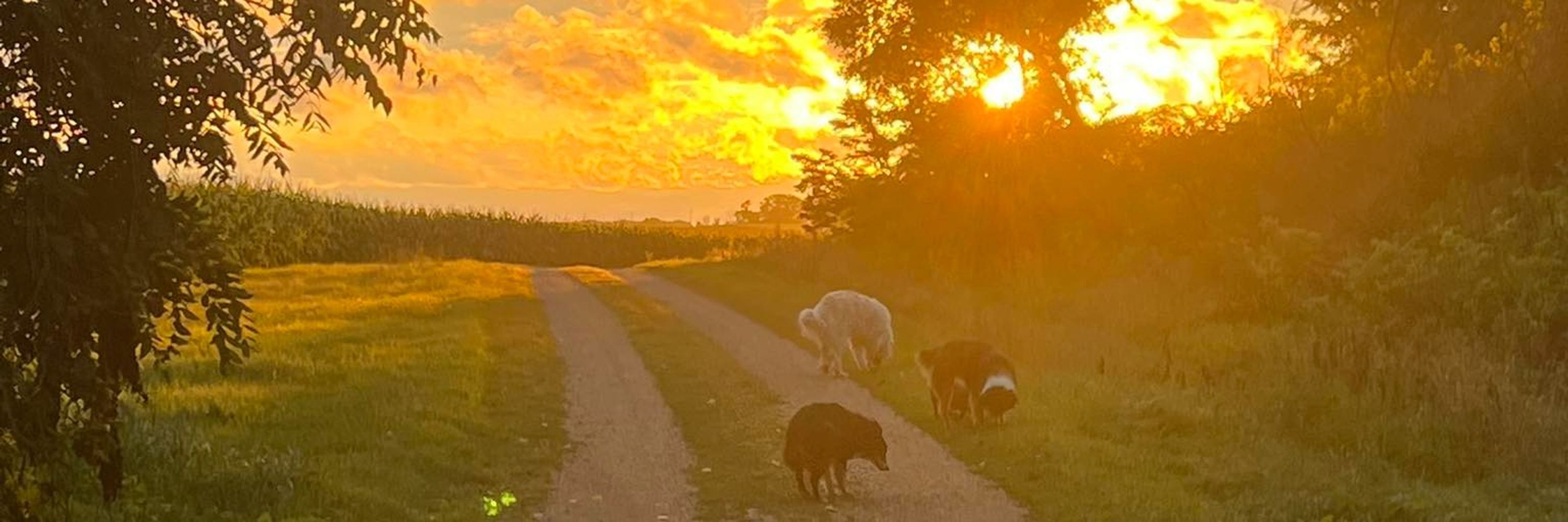 Dalarna Farm