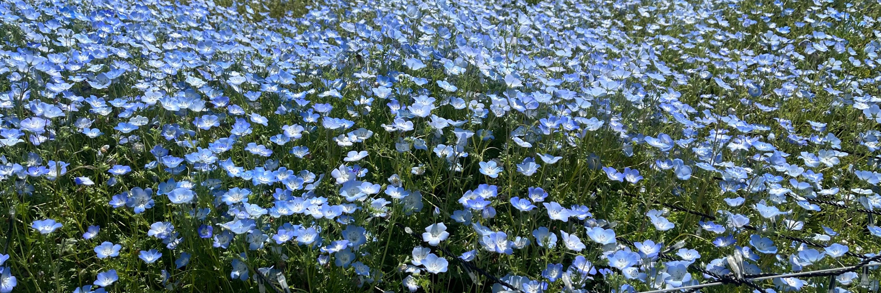 망지