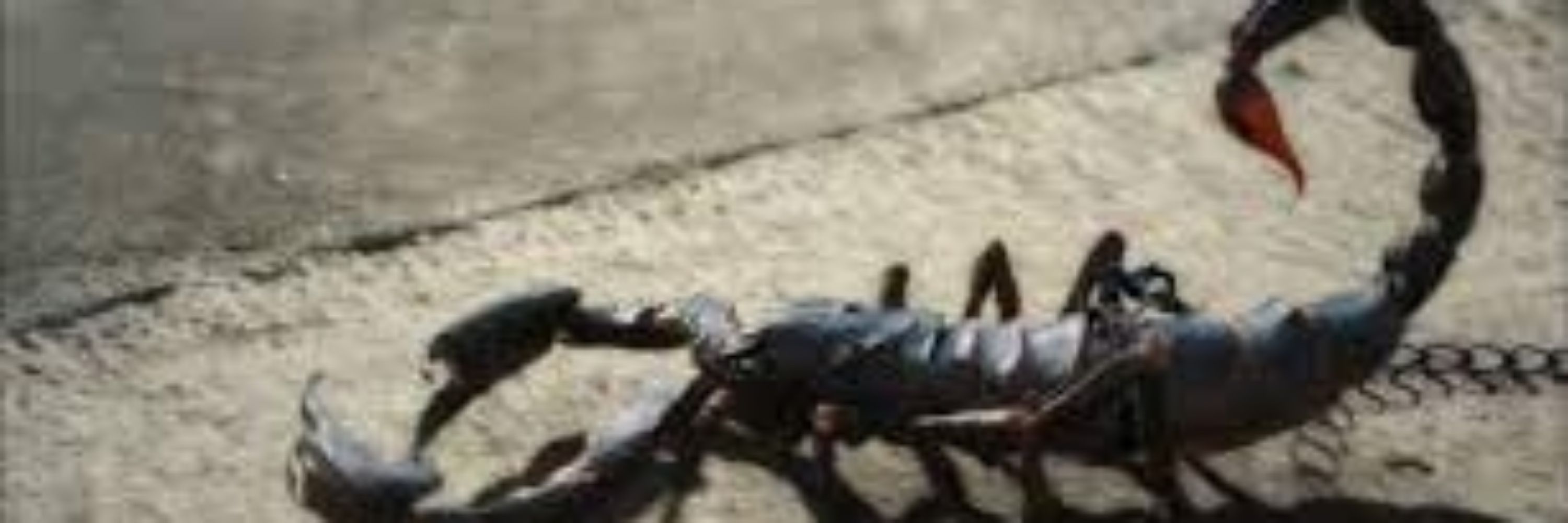 Scorpion_Nero (deceased)