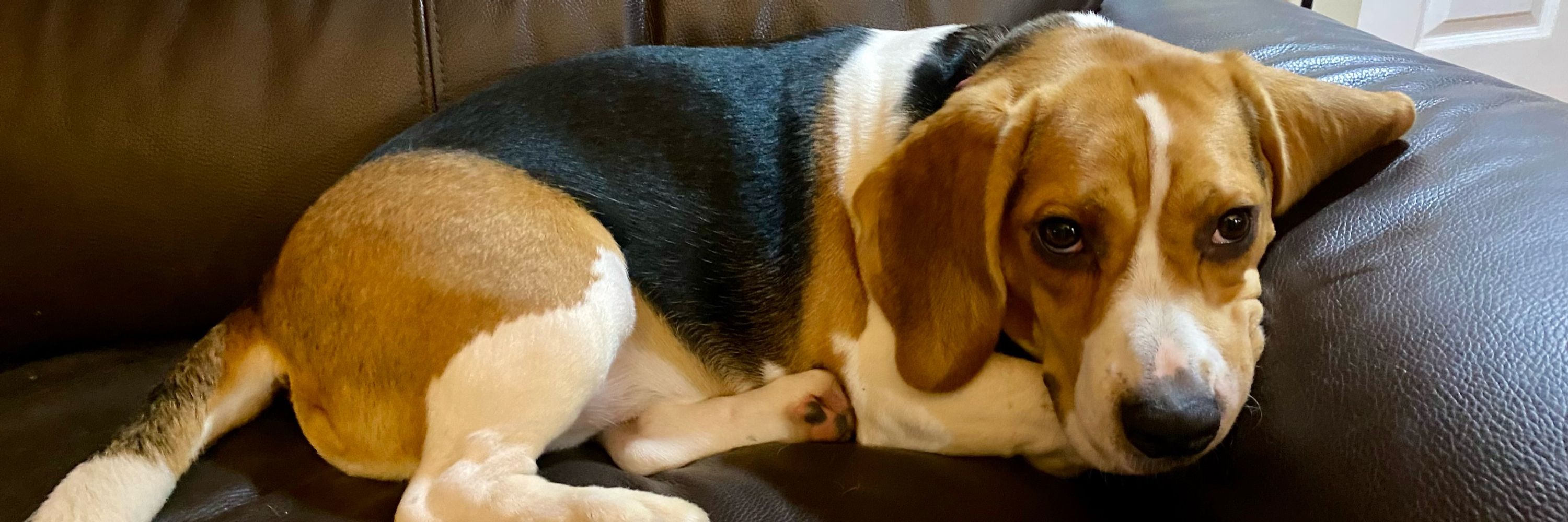 Blaze, Boomer & Bertie aka the Beagle Bunch 🐶🐞