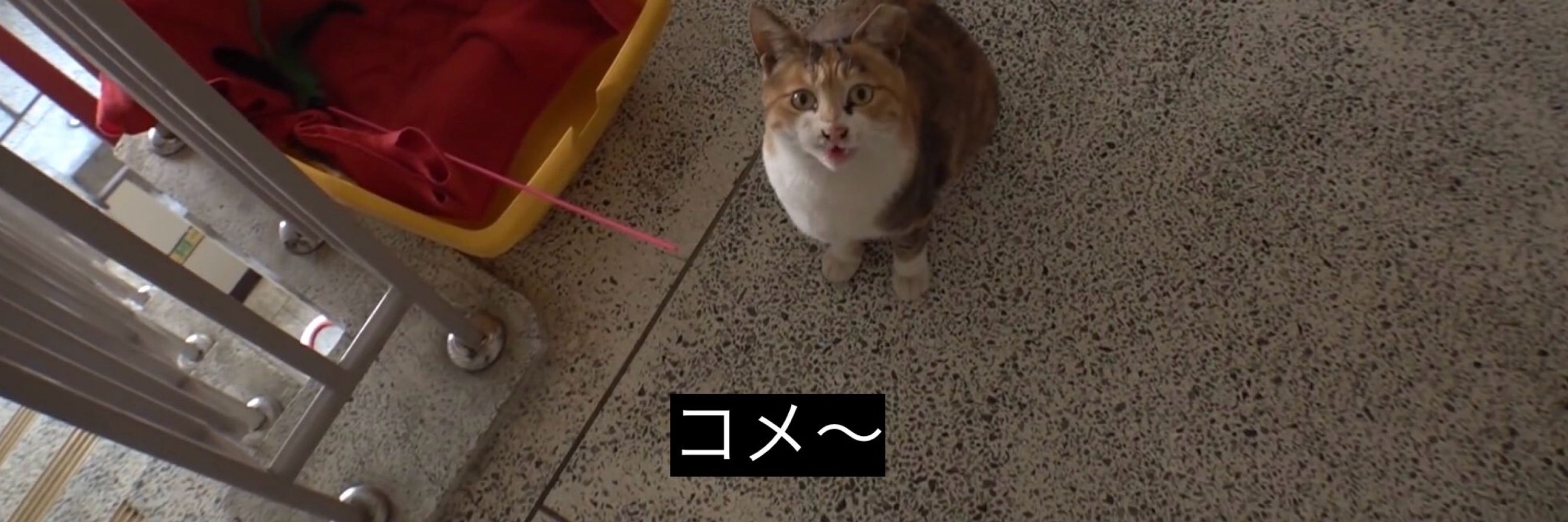 すこわん