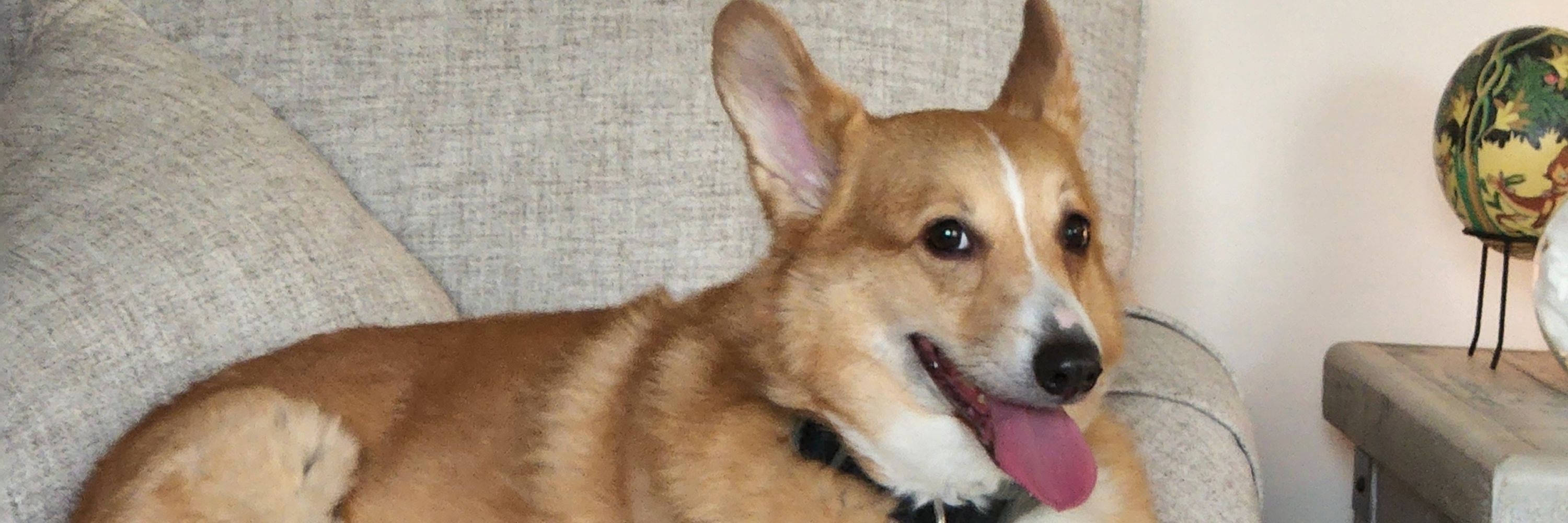 SireCorgi | Corgituber | Ceo of Corgi Corp