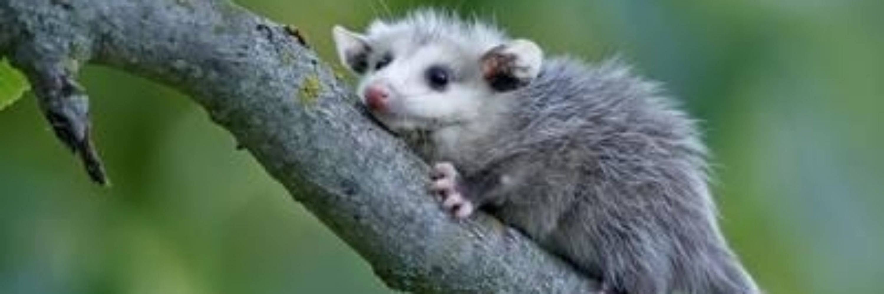 Opossumly 