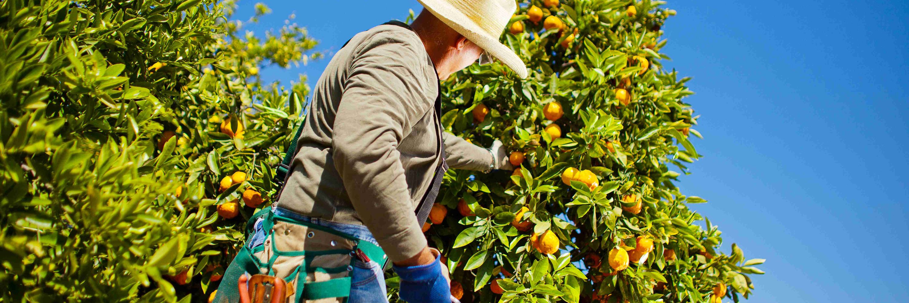 California Agriculture journal