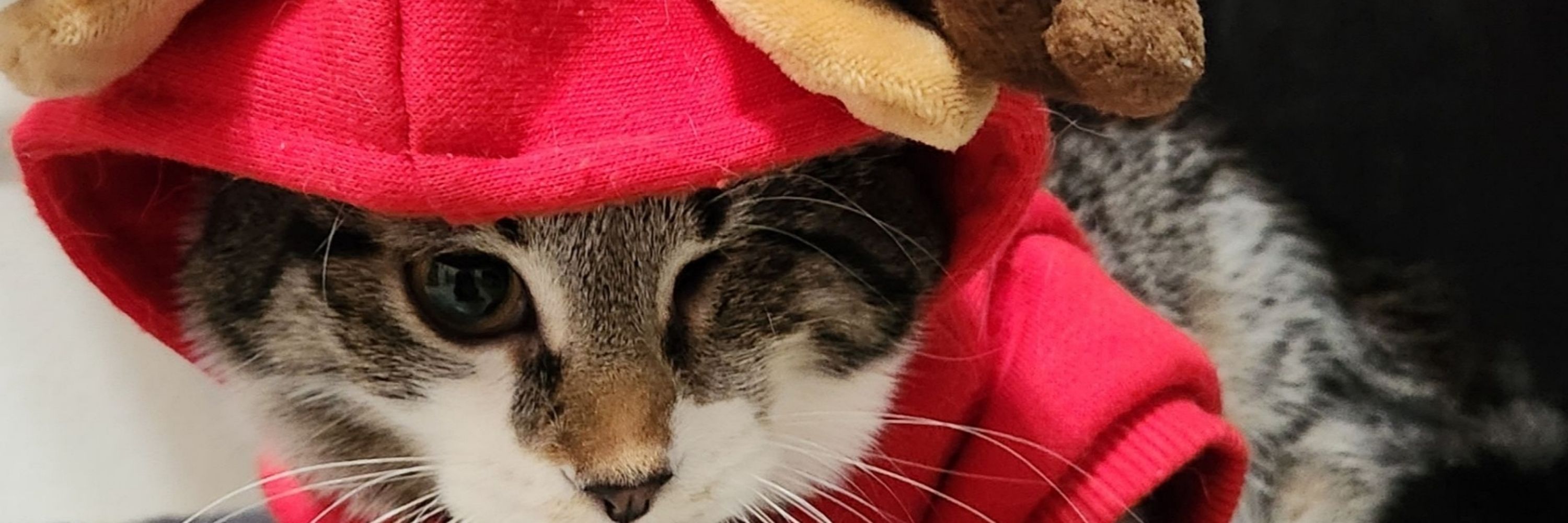 Jess is Khajiit