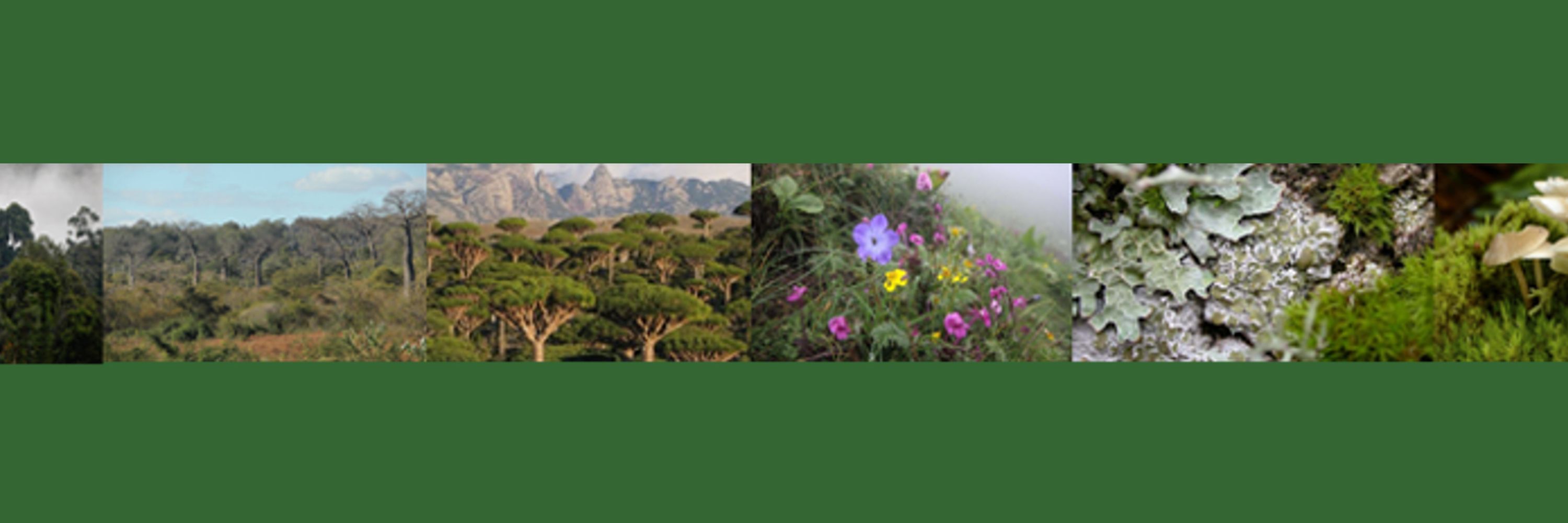 Edinburgh Journal of Botany