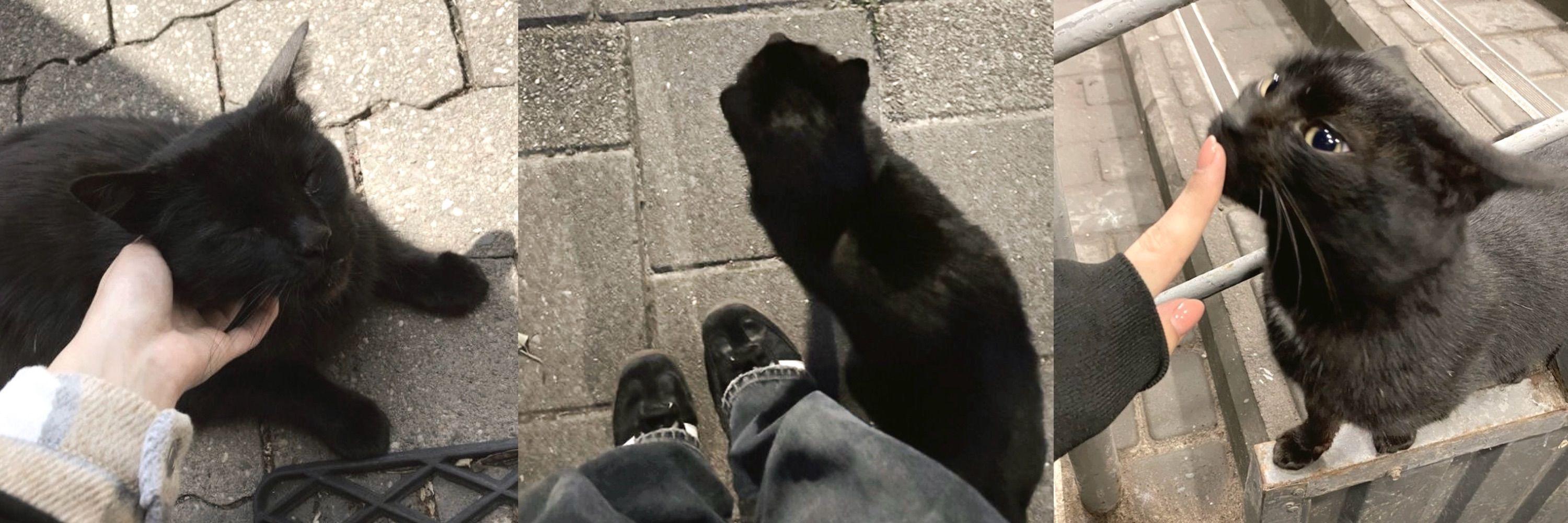 omar as cats