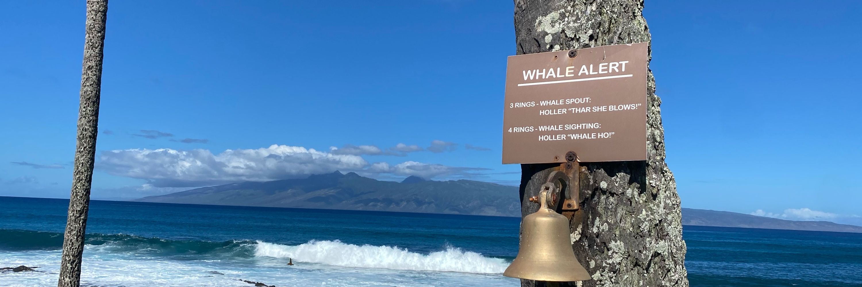 Avs Wine and Maui Not Necessarily in That Order