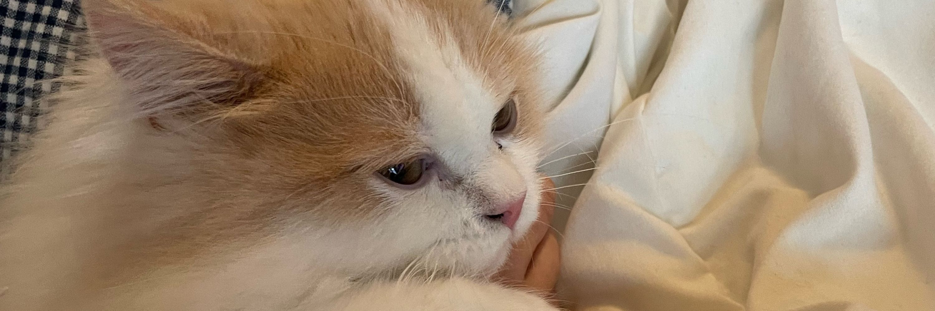 さかぐちあんり