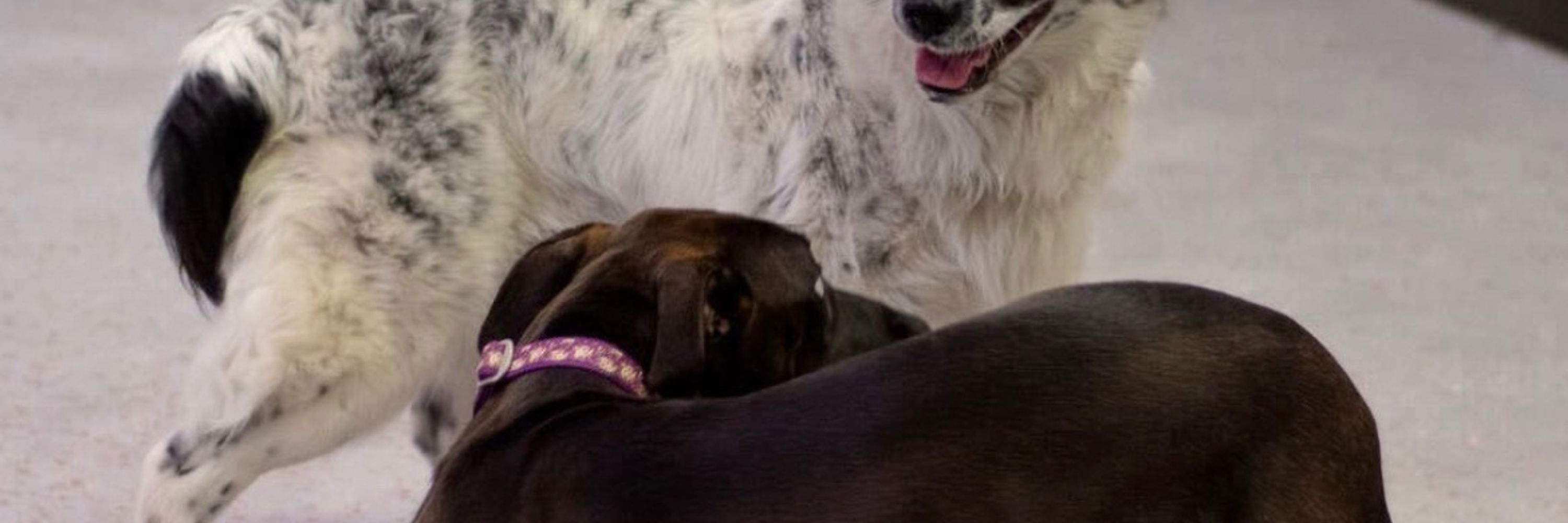 Empowered Paws