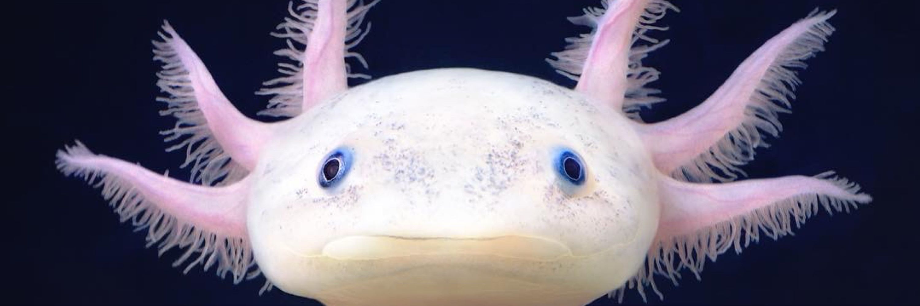 Axolotito Durden