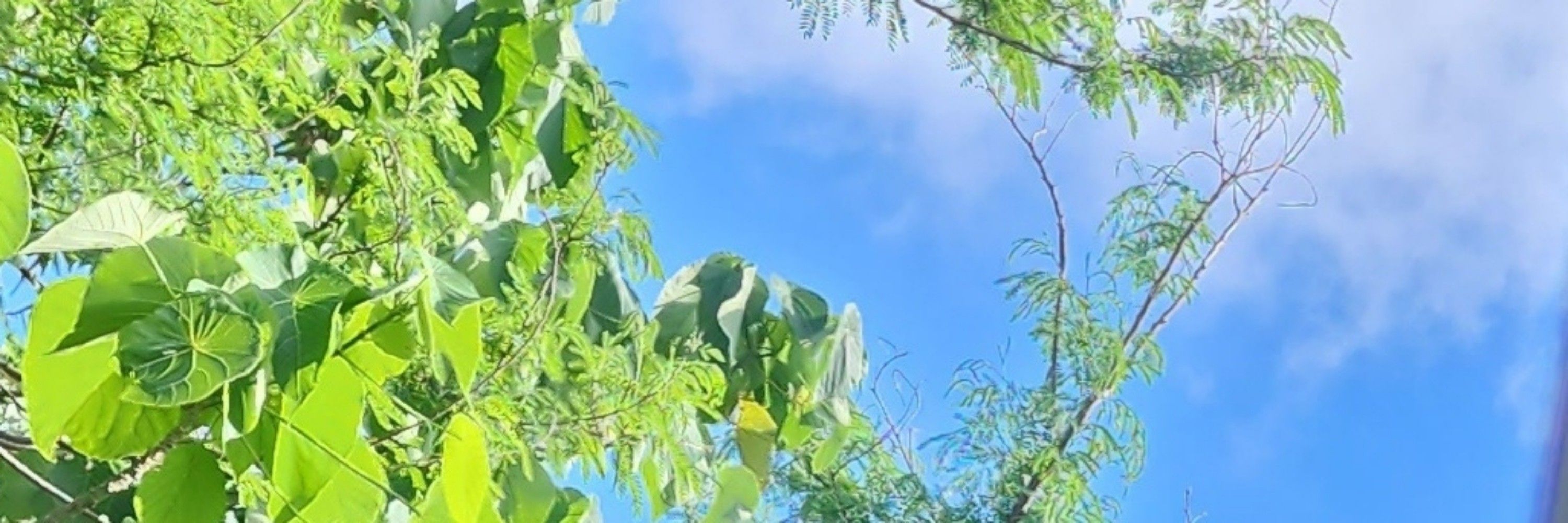 床板しばすけ