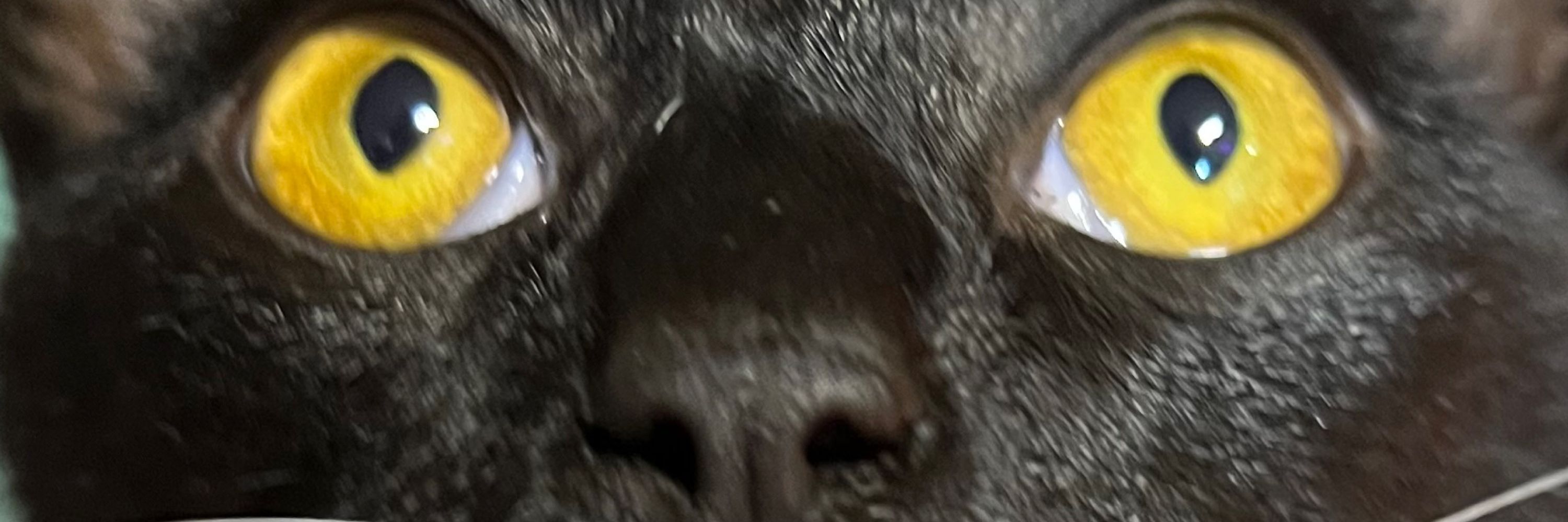 SpyroScallywag