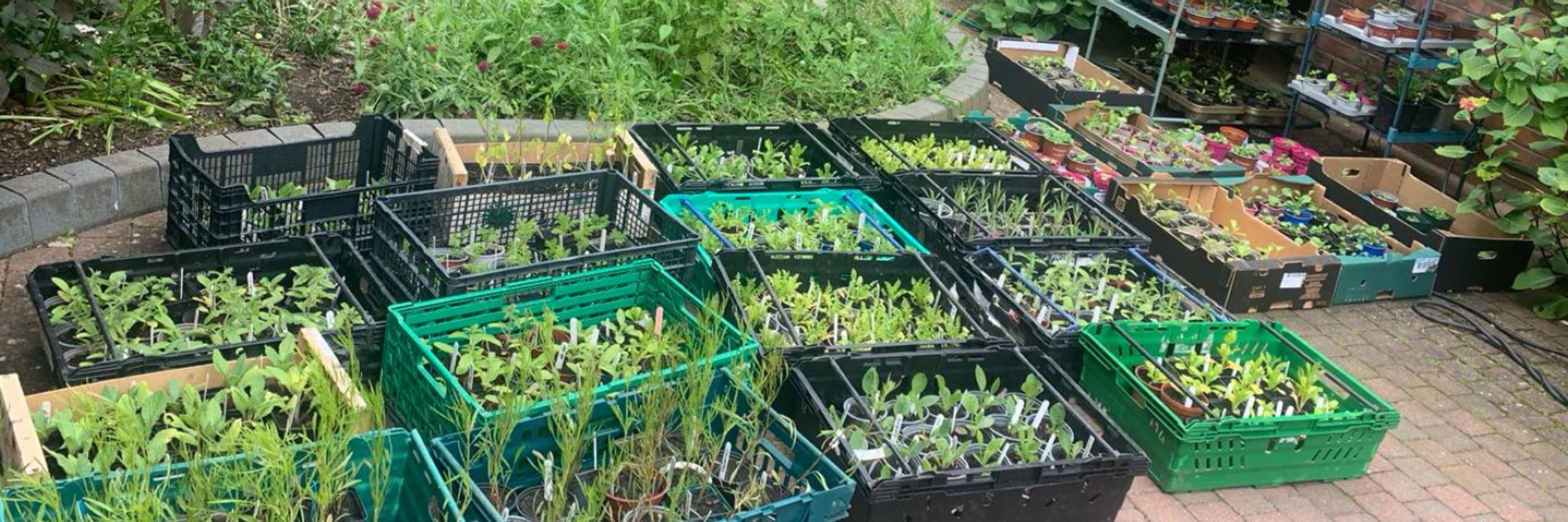 Finchley Pollinator Project
