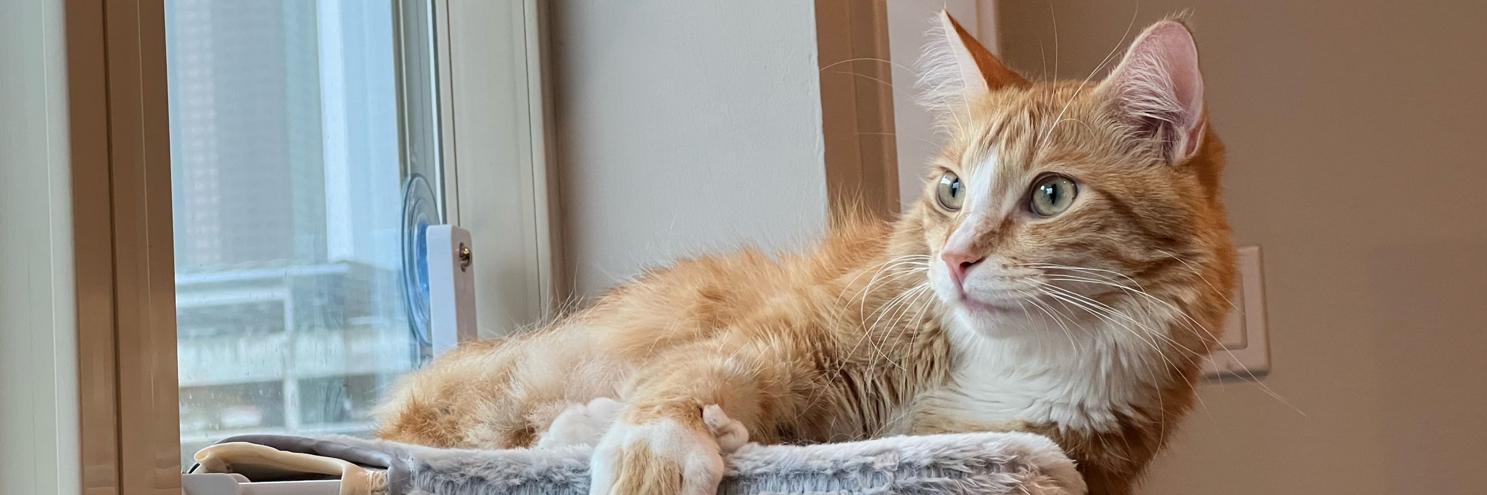 Kat 🐈
