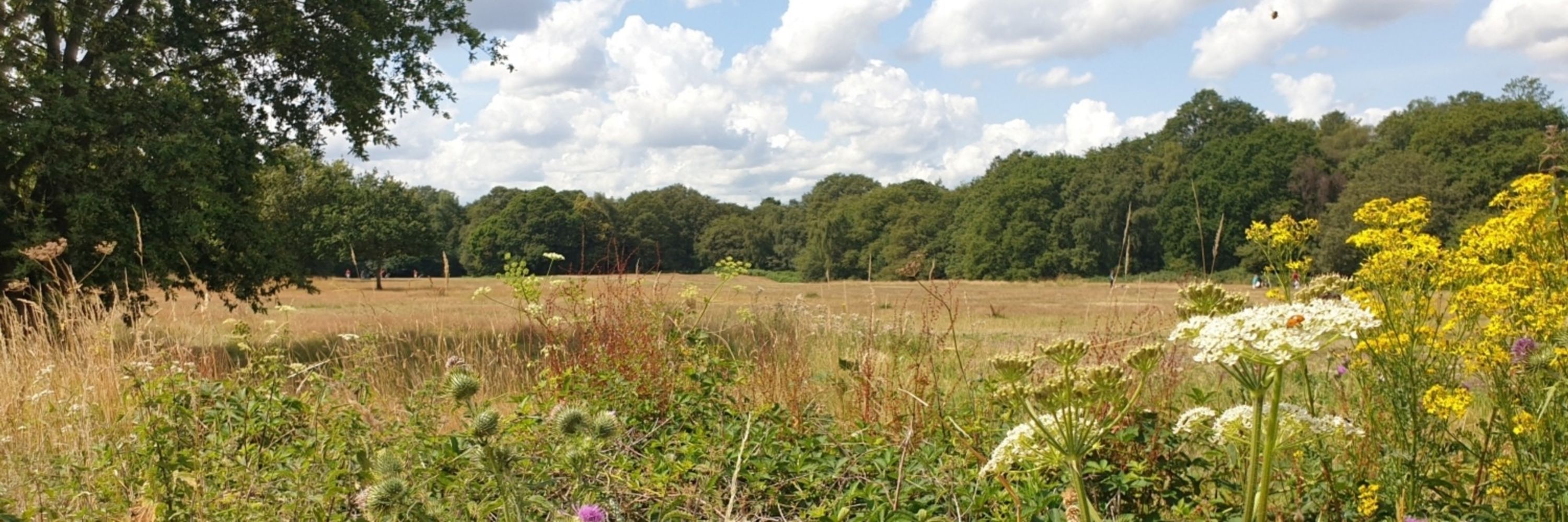 Wimbledon and Putney Commons