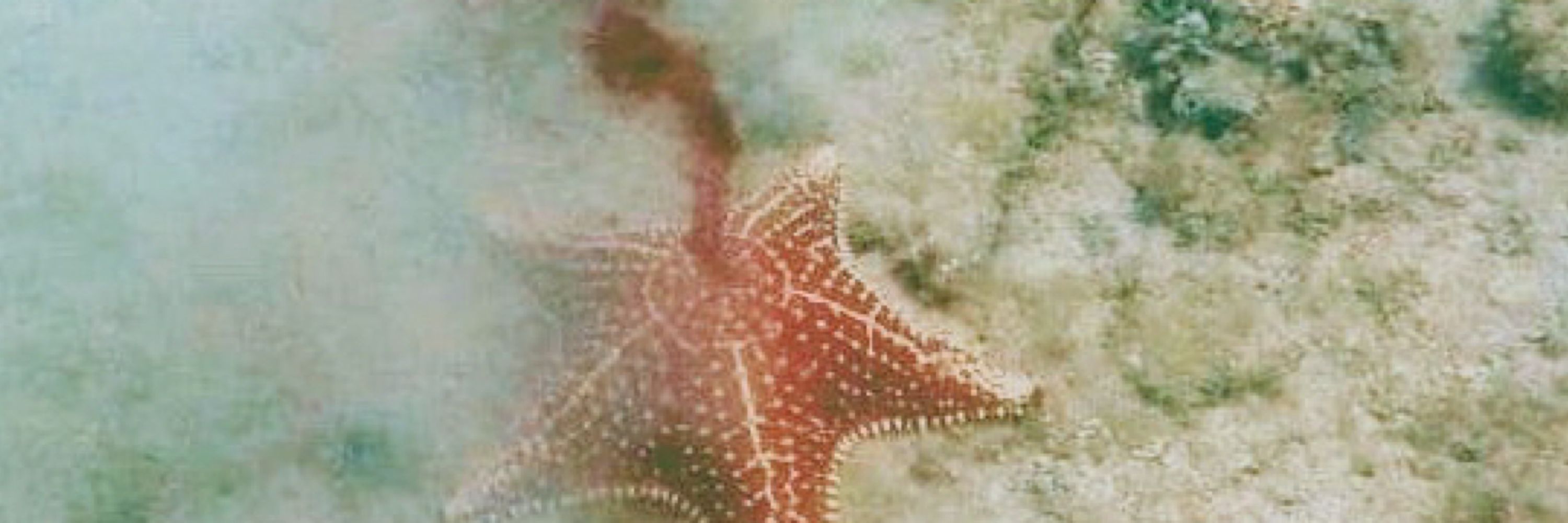 Alberto