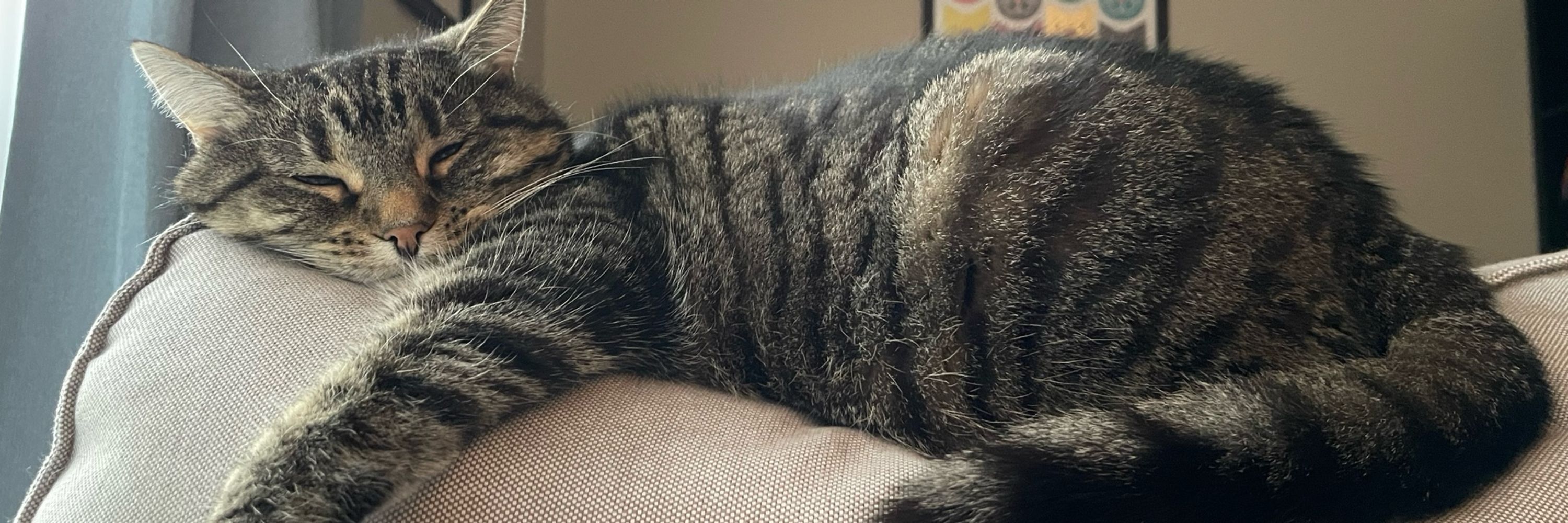 Maia