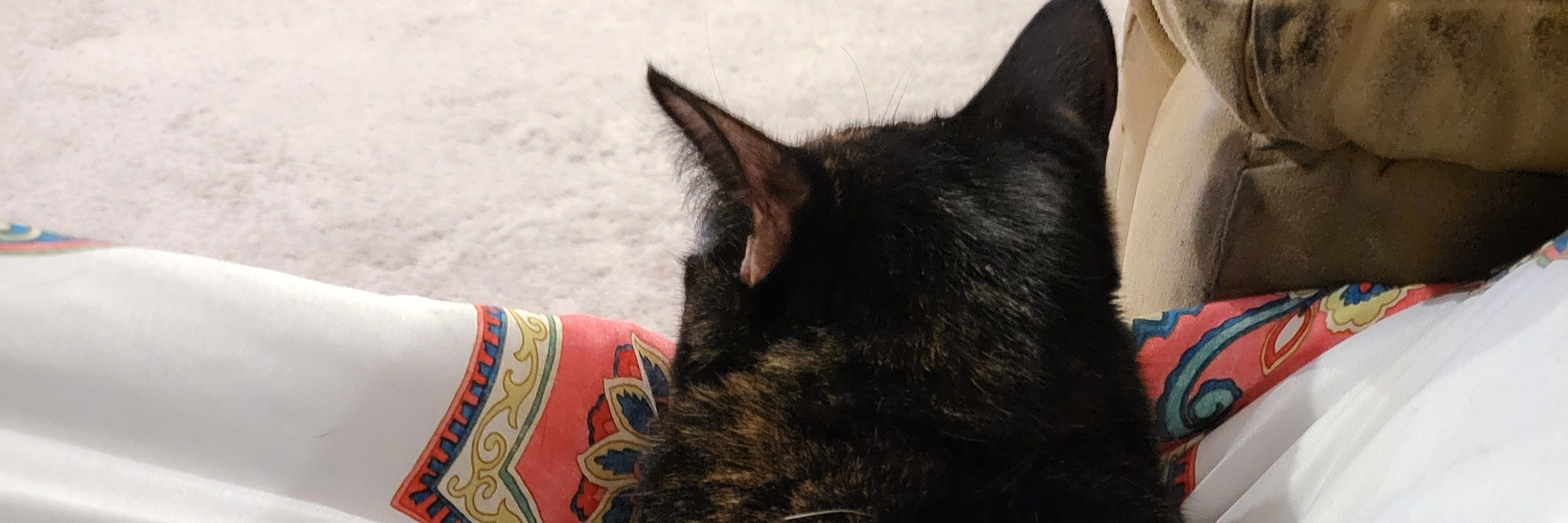 Lost chonker