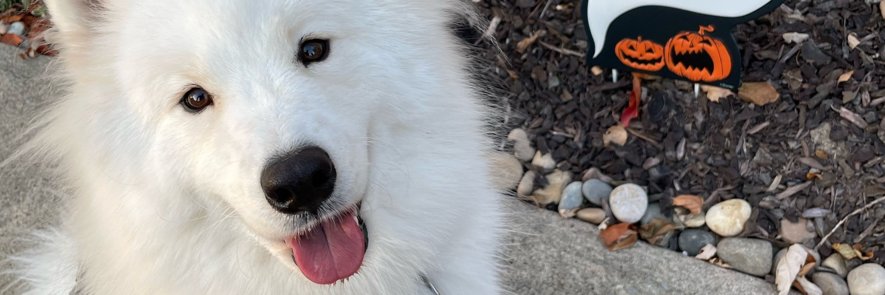 Sierra 👻