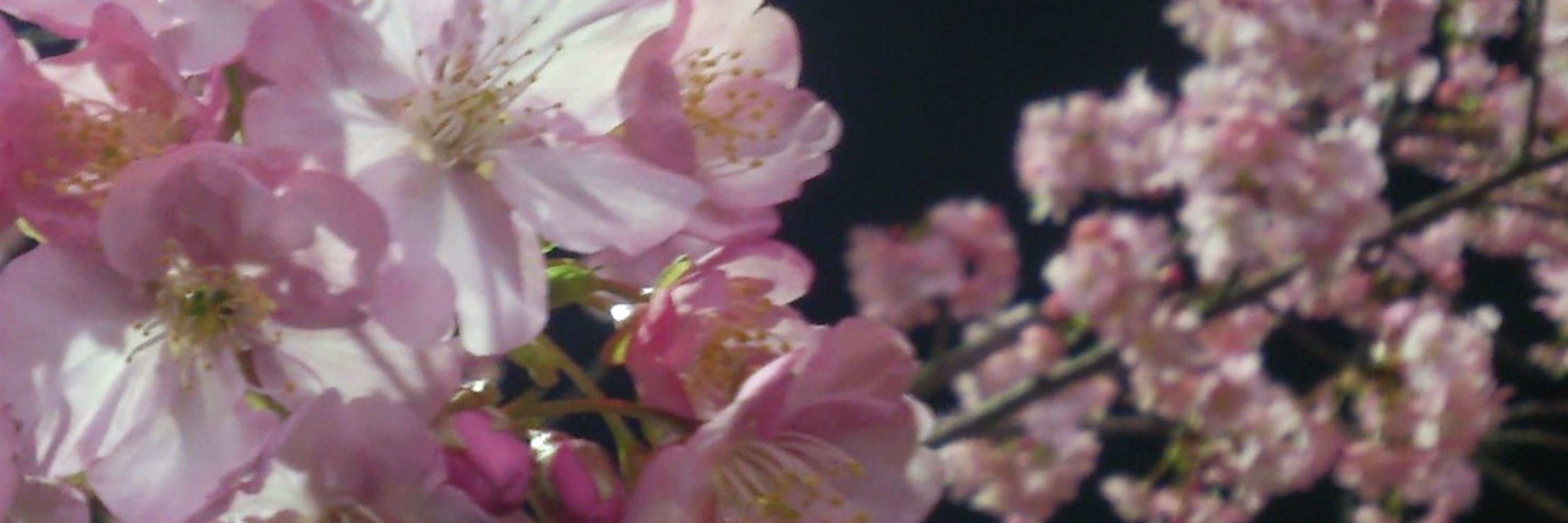 あめのしずく