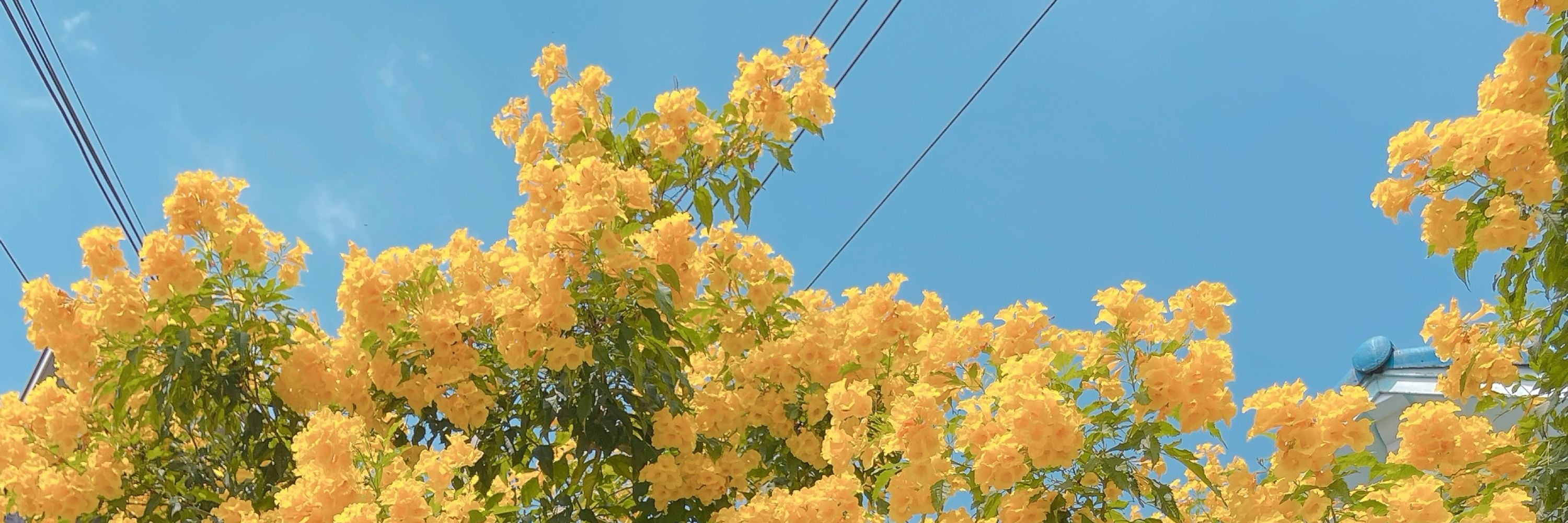 𝑱𝒊𝒏𝒂 𝑱𝒆𝒐𝒏𝒈 ଳ*