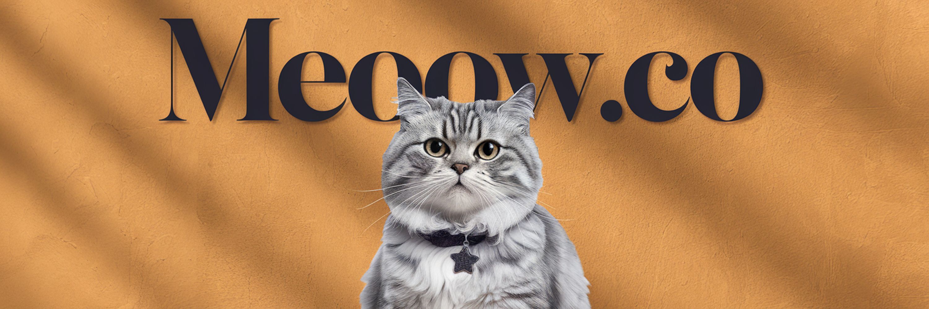 Meoow🐱