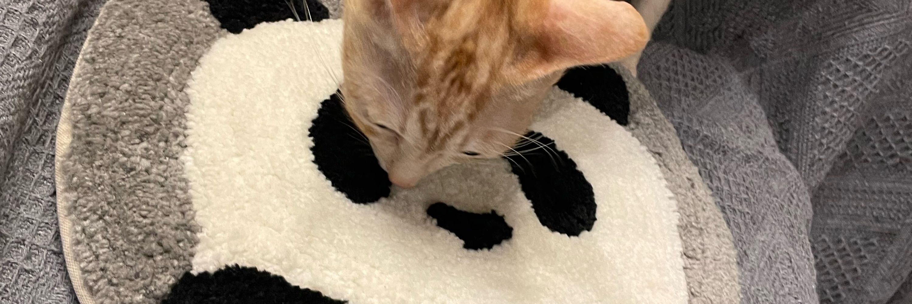 ぽっち