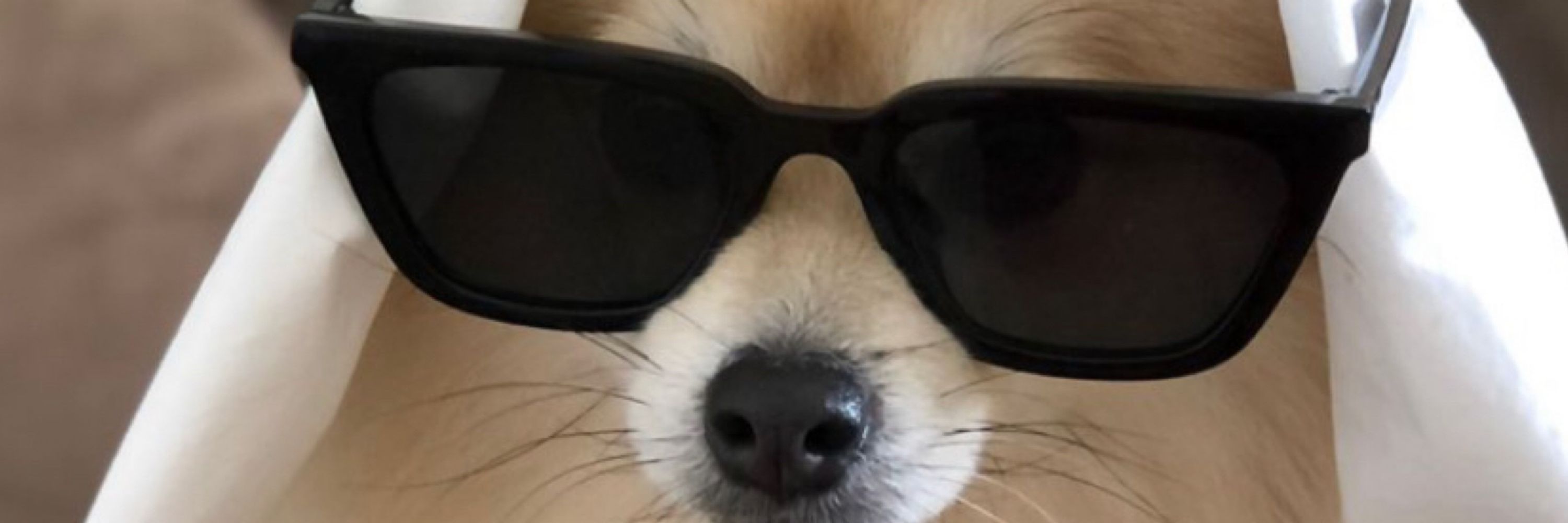 bruno