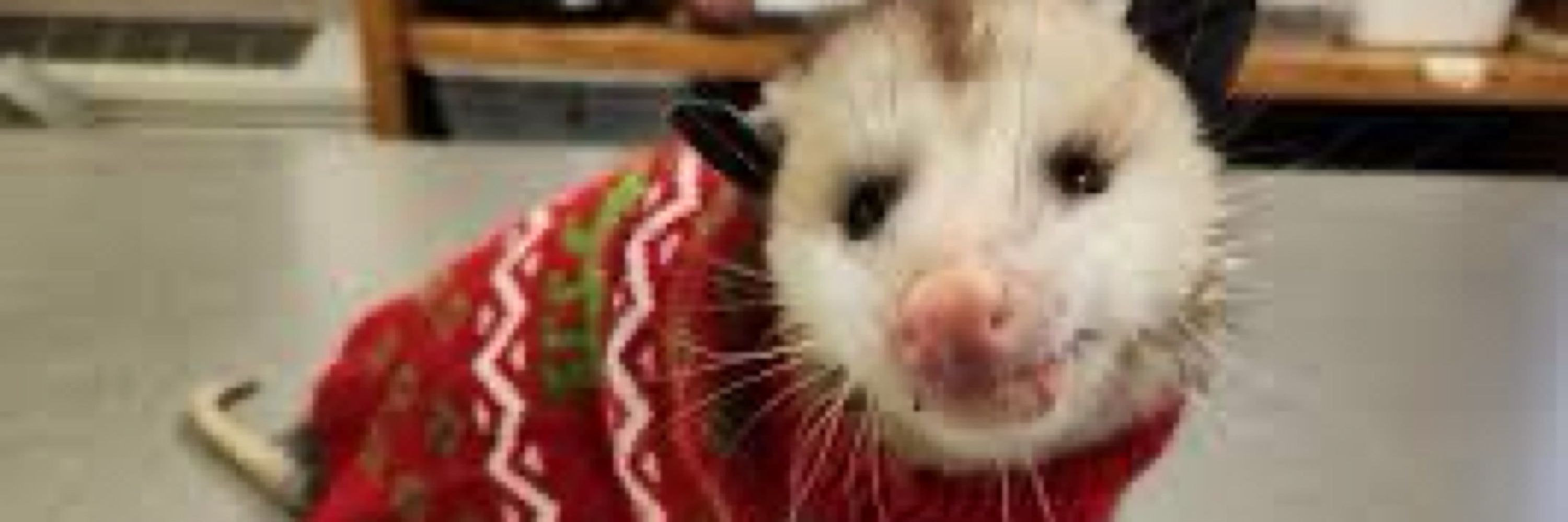 — ACE / CRITTER ^_^