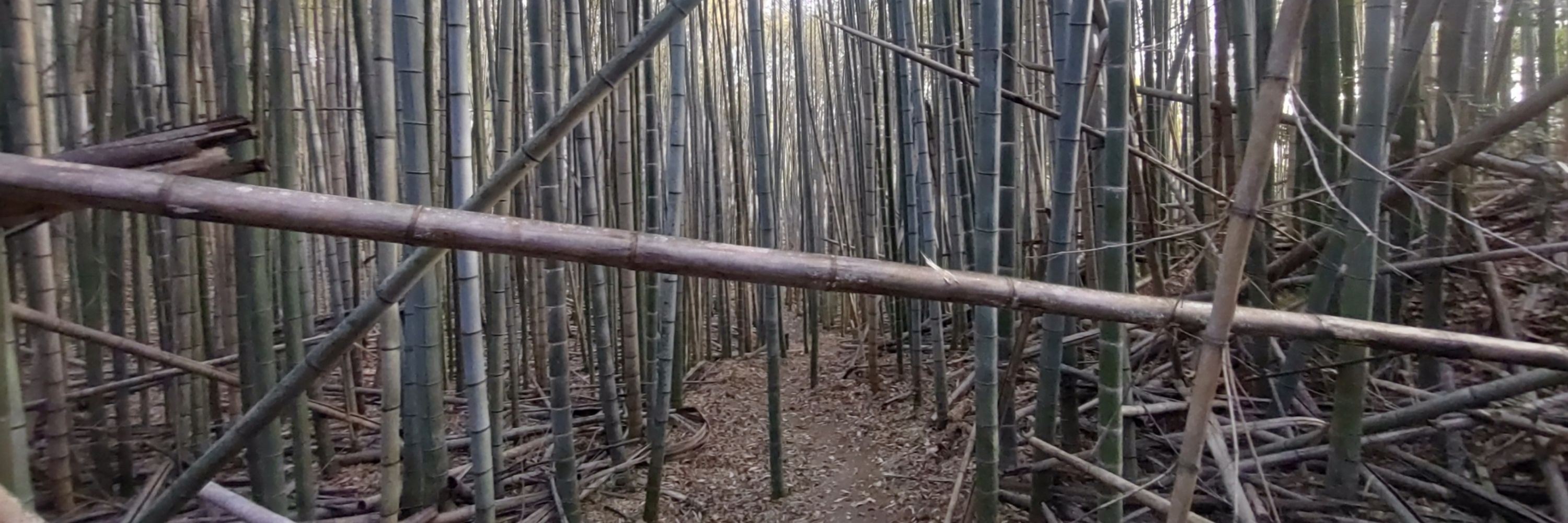 ハシヰチ