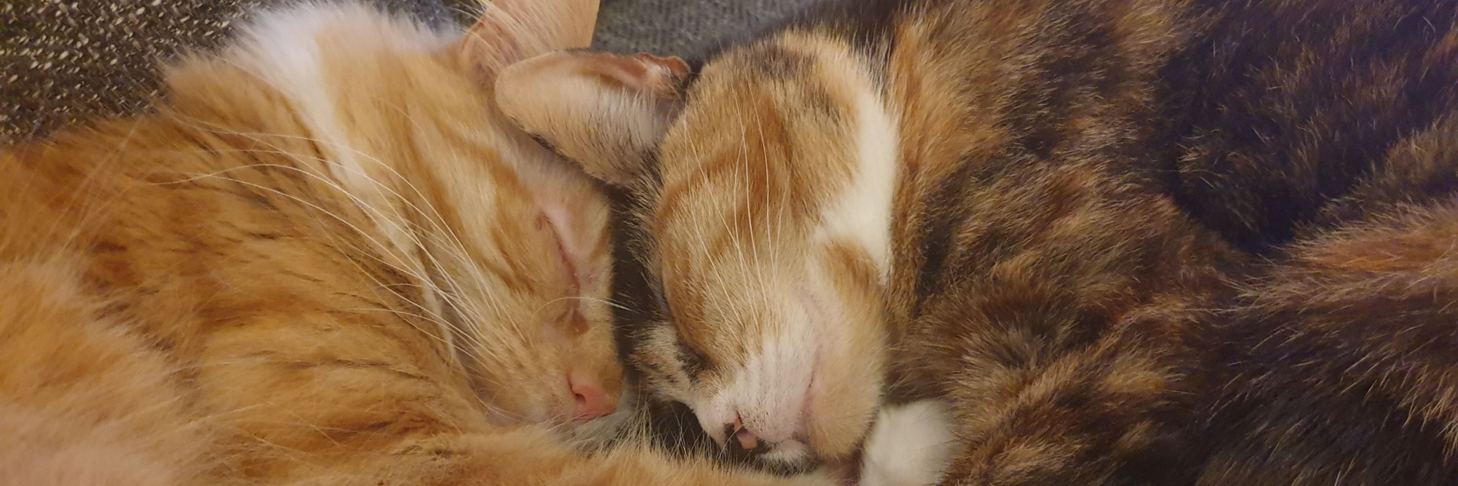 Smolmaus