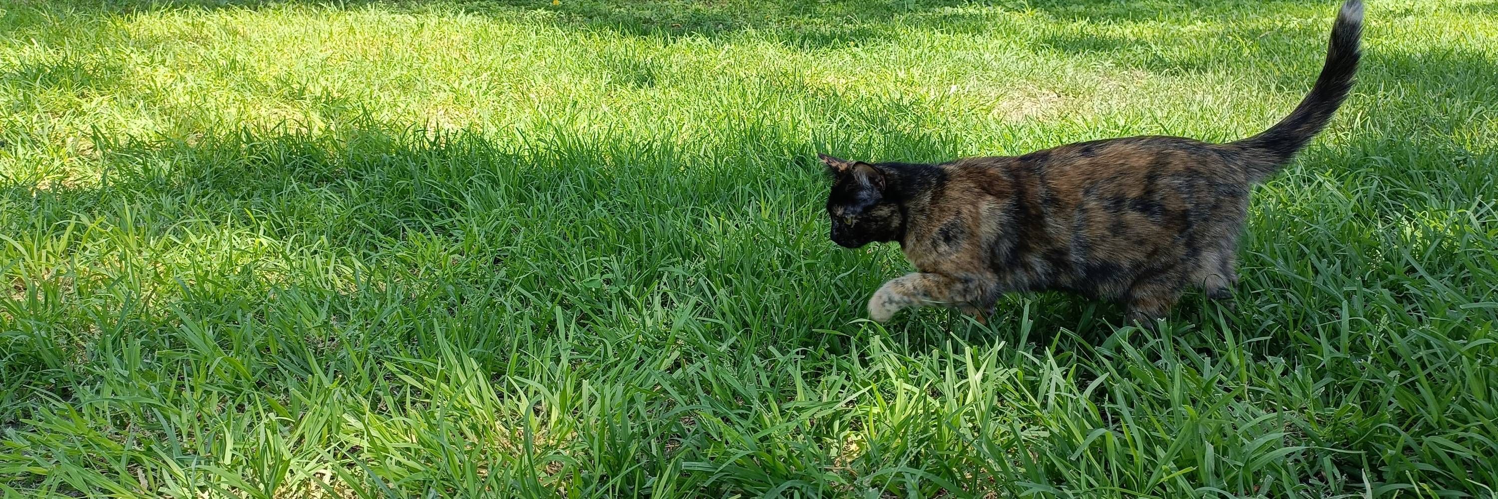 Luciérnaga Furiosa