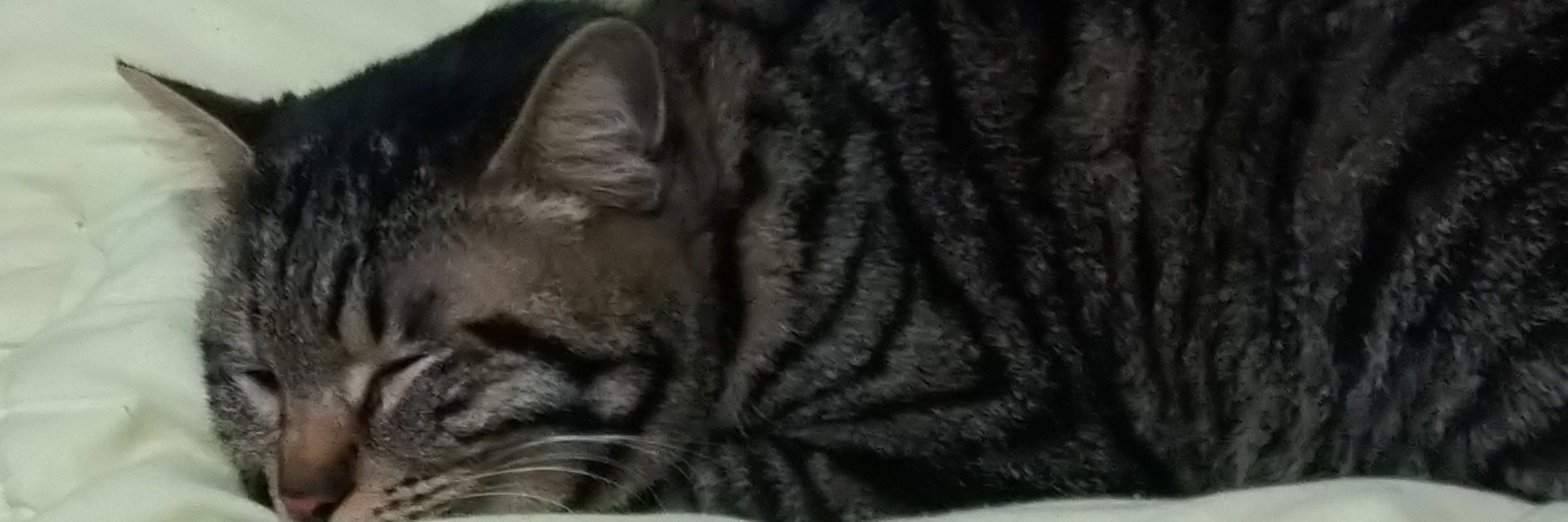 白黒猫