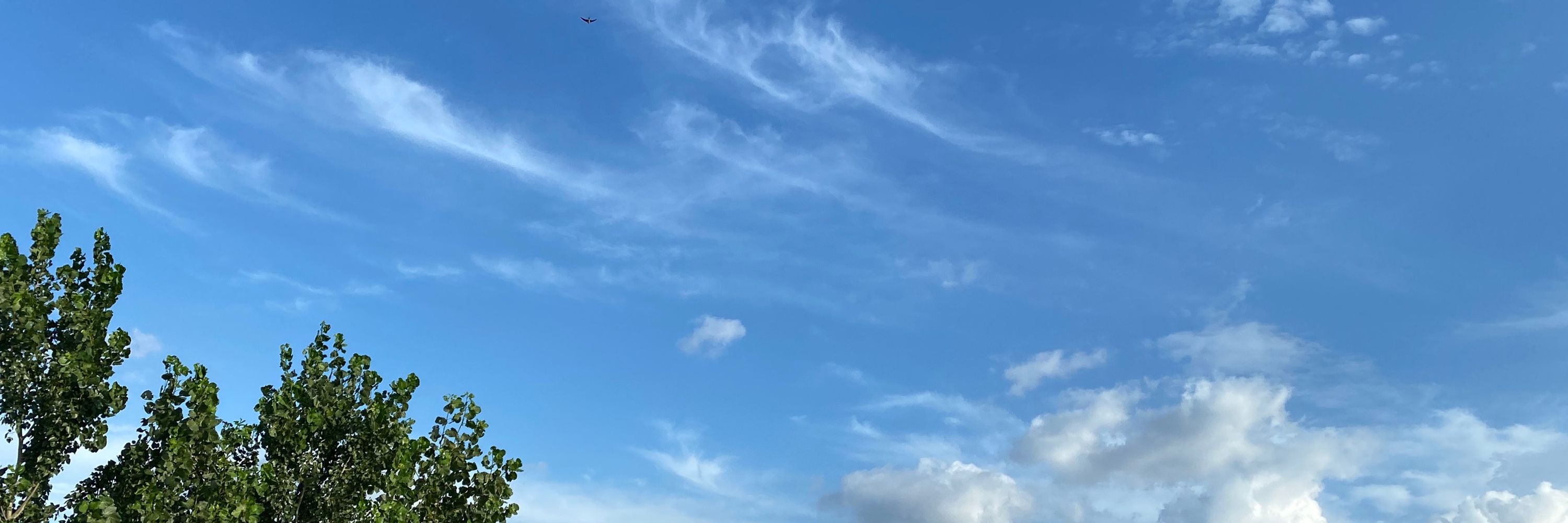 Look penis