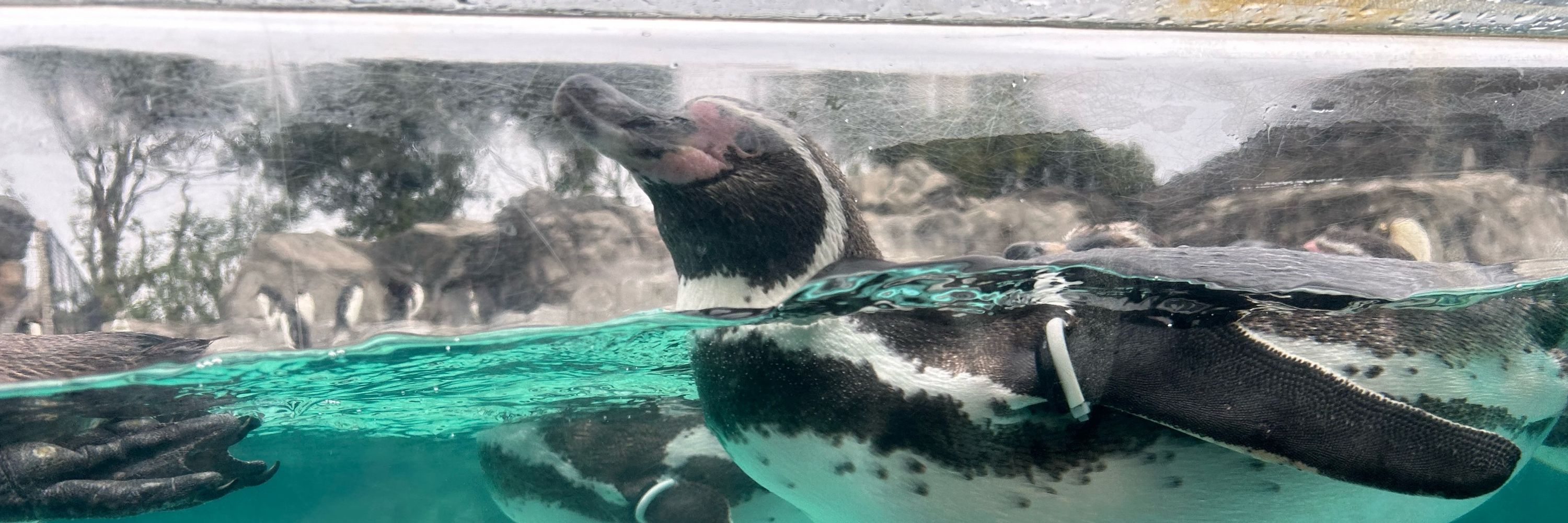 じじまるだよ！🐧⚡️