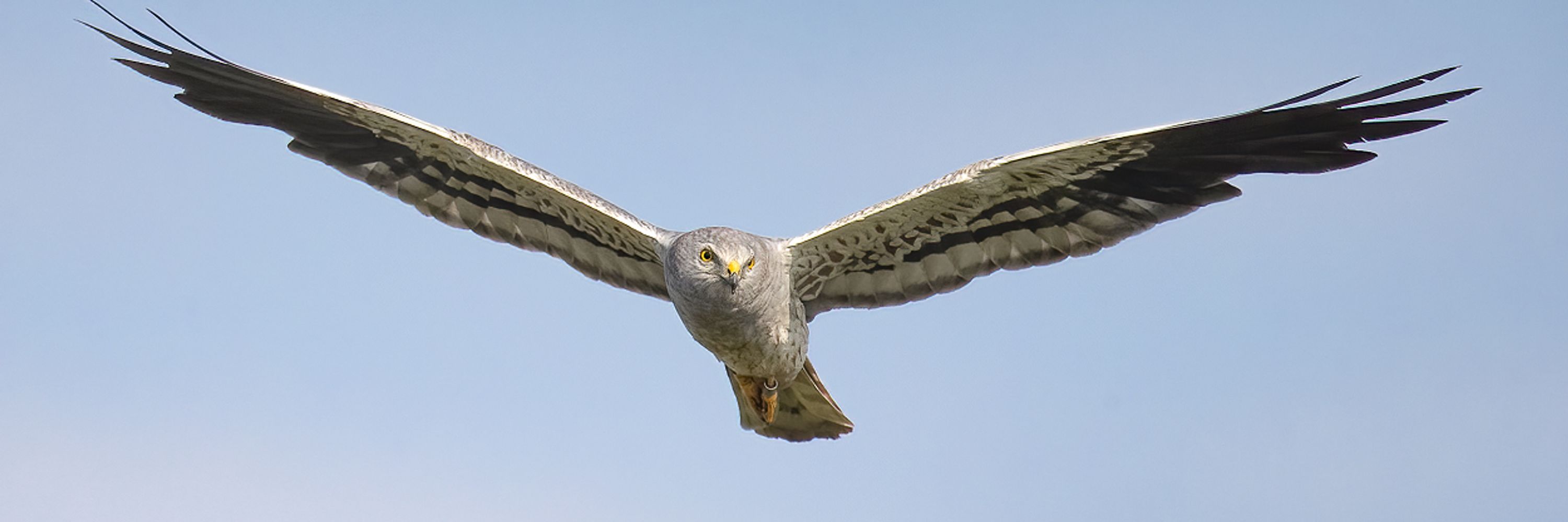 Grauwe Kiekendief - Kenniscentrum Akkervogels