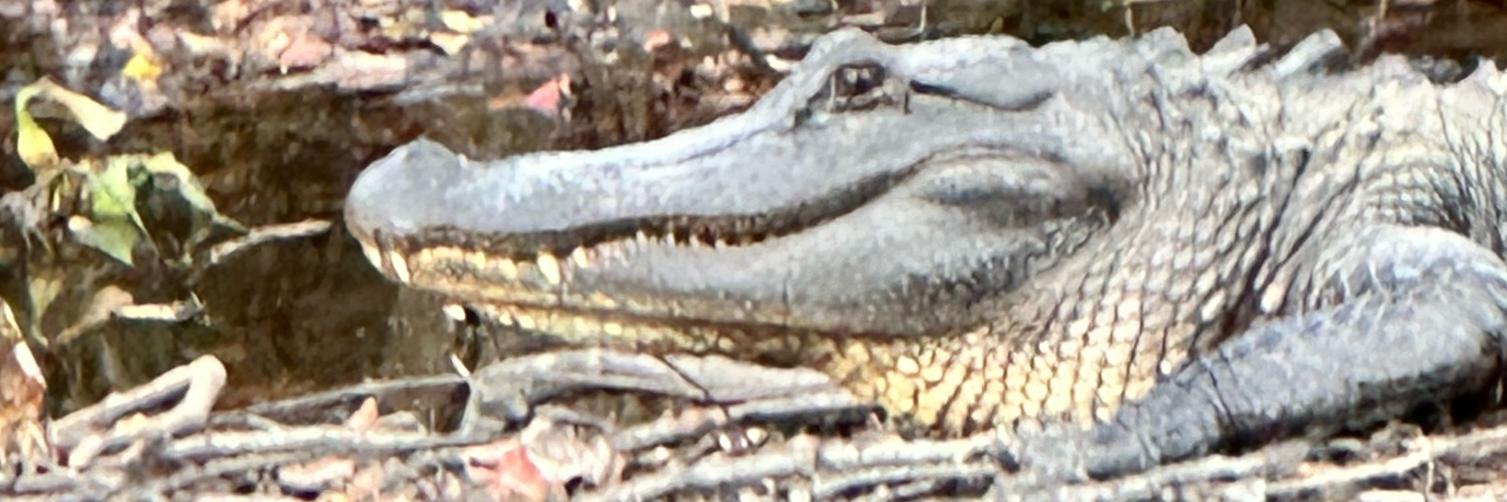 Roni