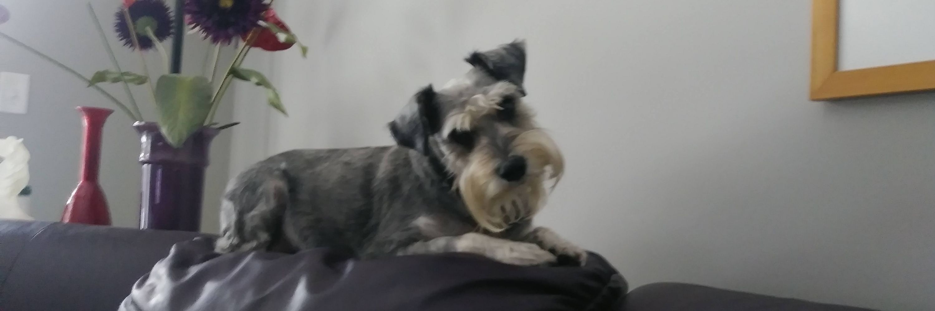 Shelley & Fagin the dog faced boy